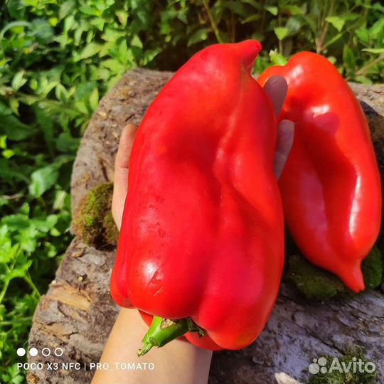 Семена сладкого перца