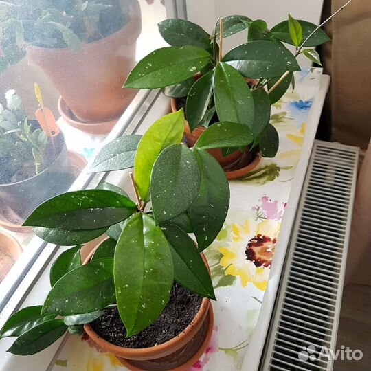 Растения для офиса