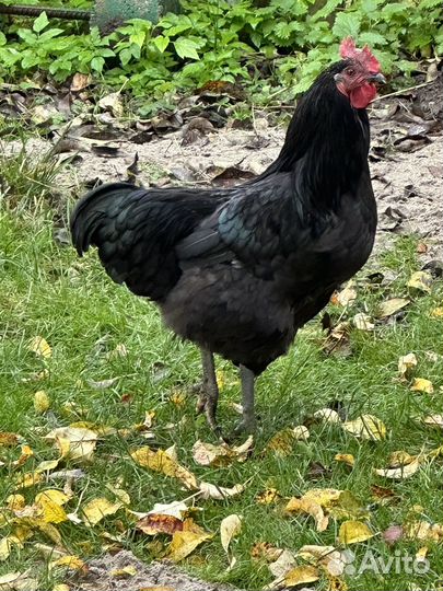 Молодые петухи