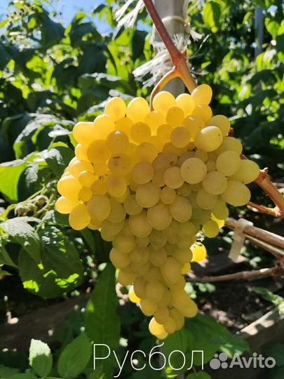 Черенки винограда