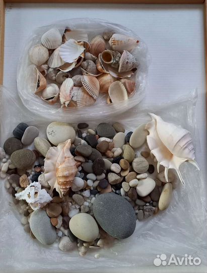 Ракушки и камешки