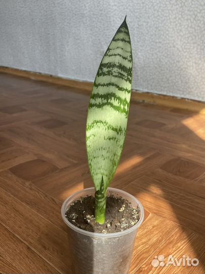 Сансевиерия