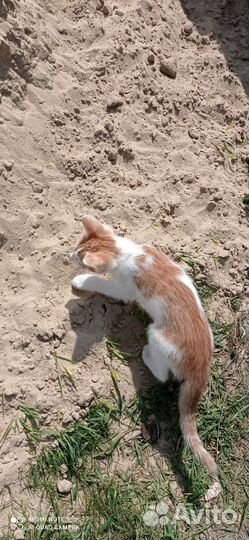 Кошки в добрые руки