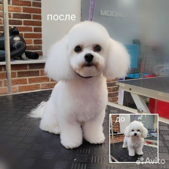 Стрижка собак и кошек, грумер