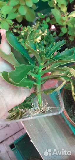 Каланхоэ желтый