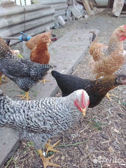 Молодые петушки