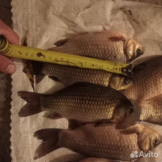 Карась живой