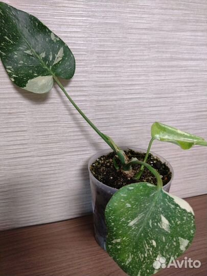 Монстера Тайское Созвездие