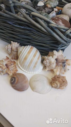Морские раковины