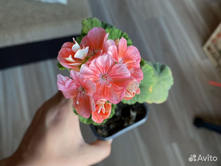 Пеларгония герань