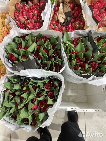 51 Тюльпан к 8 Марта