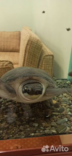 Свинорылая черепаха