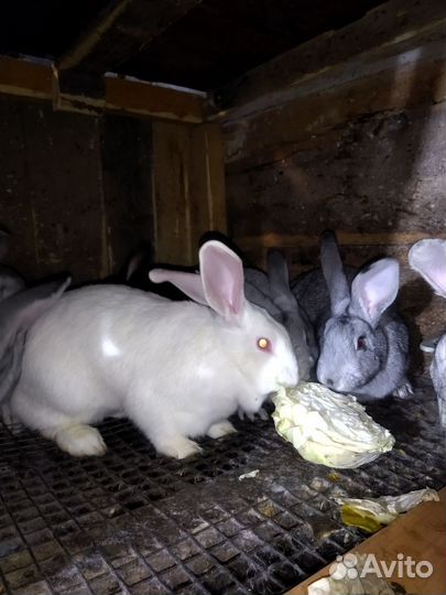 Кролики, крольчата