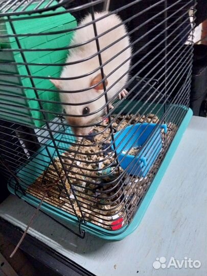 Крыса дамбо сиамская