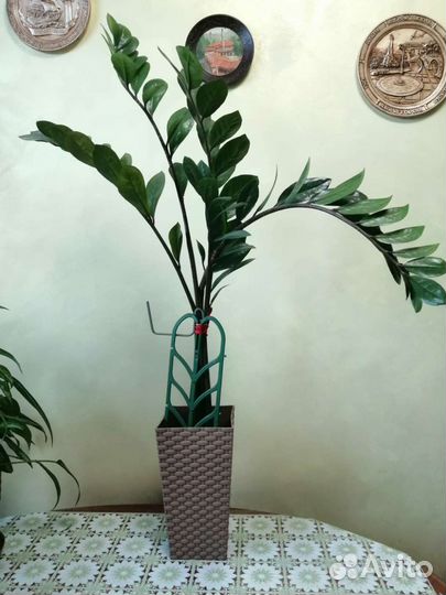 Растения в ассортименте