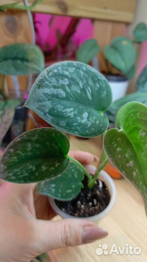 Комнатные растения цветы