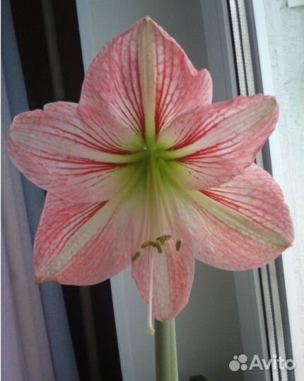 Гиппиаструм