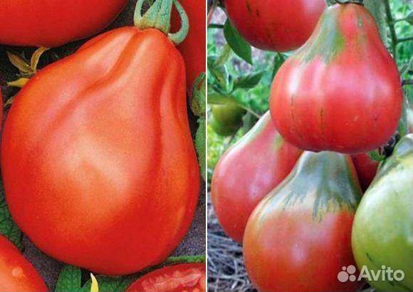 Помидорная рассада, для теплиц