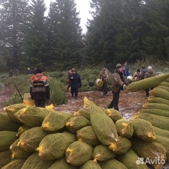 Новогодние сосны