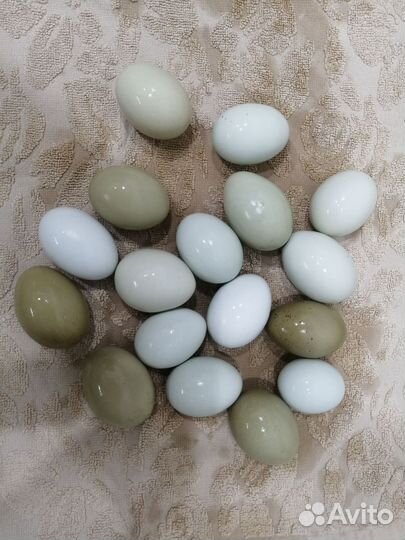 Инкубационное яйцо, ухейилюй, лакендази