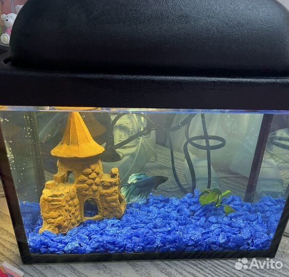 Аквариум