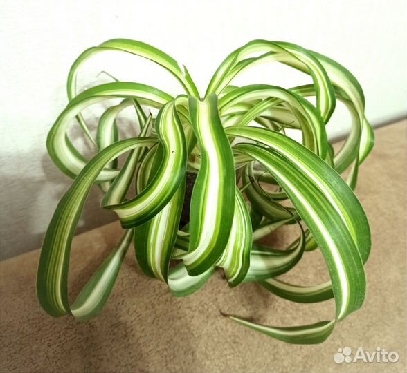 Комнатные цветы, денежное дерево, растения