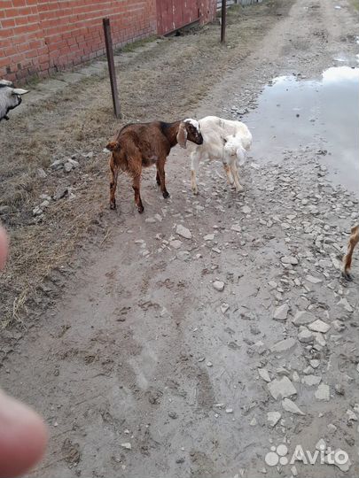 Коза, козлята