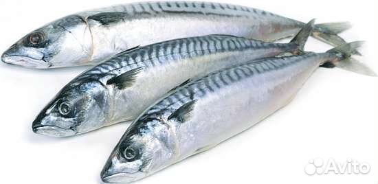 Скумбрия, Горбуша, продаю, мороженная
