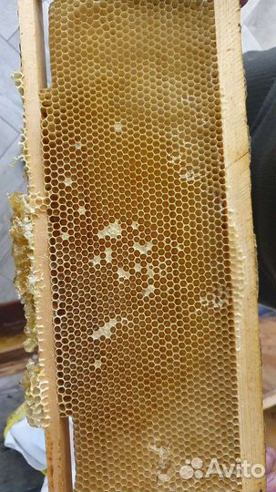 Рамка меда в сотах
