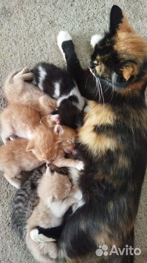 Котята в добрые руки