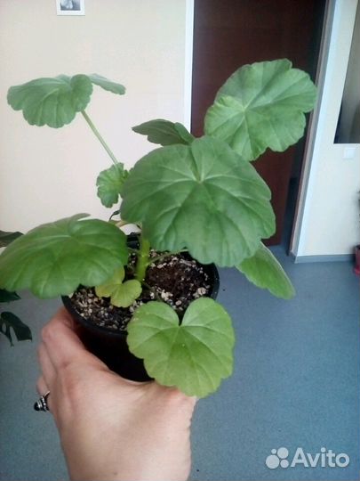 Пеларгония (герань). Красная