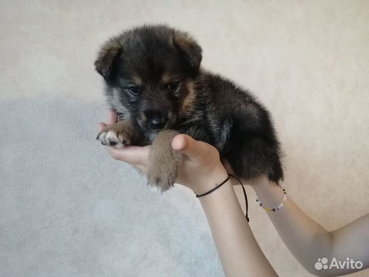 Щенки русско европейской лайки