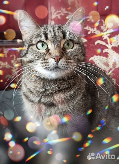 Моня. Кошка с характером. Отдам в добрые руки