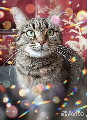 Моня. Кошка с характером. Отдам в добрые руки