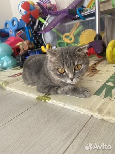 Шотландская вислоухая кошка бесплатно