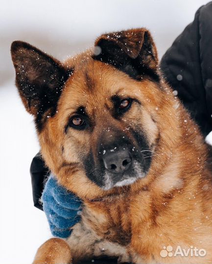 Алтай Метис овчарки в поиске семьи