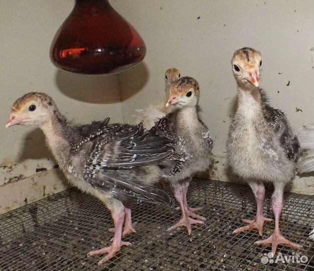 Предлагаю инкубационное яйцо индюшки