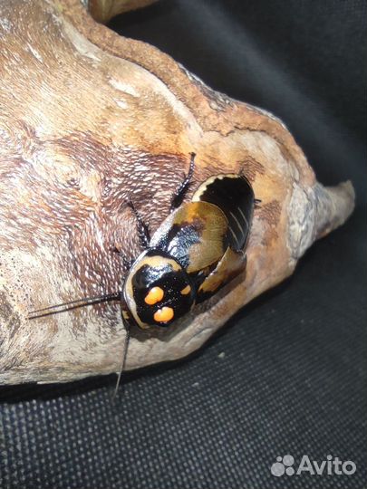 Декоративные и кормовые тараканы