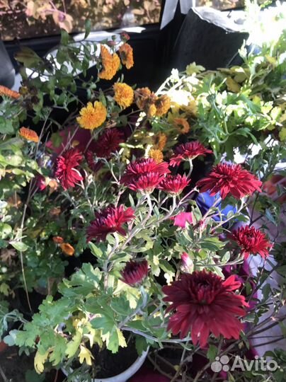 Хризантема