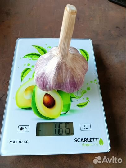 Продам чеснок