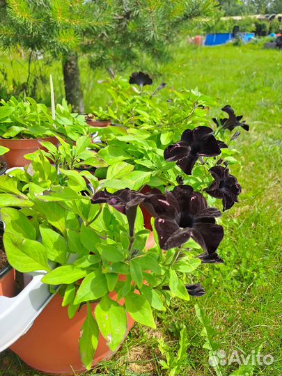 Петуния Дебонэйр Блек Черри черная