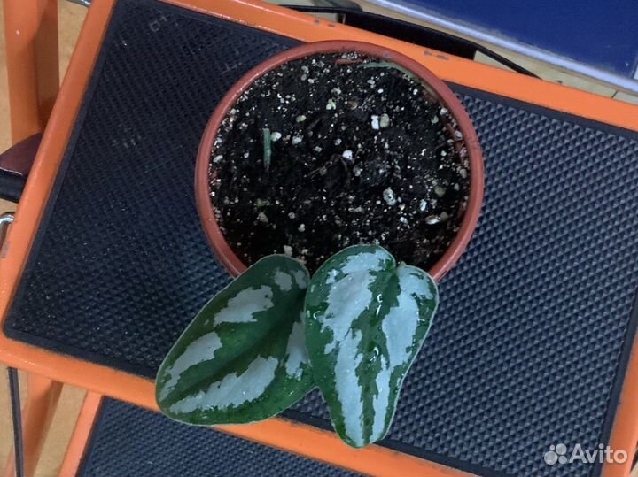 Сциндапсус Дарк Принцесс (Dark Princess)