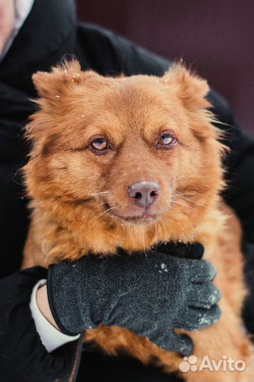 Маленькая собачка бесплатно