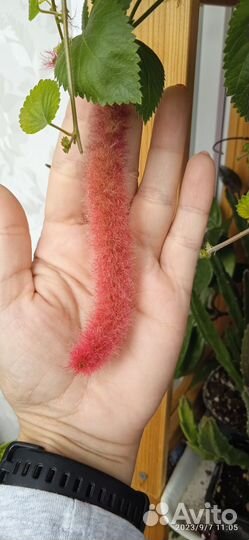 Лисий хвост и фикус каукученосный