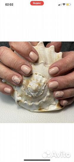 Коралл балянус