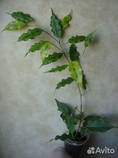 Фикусы бенджамина и эластика блэк