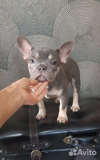 Мини девочка лилового окраса