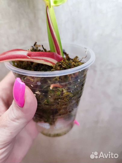 Филодендрон Санлайт Ред сплеш