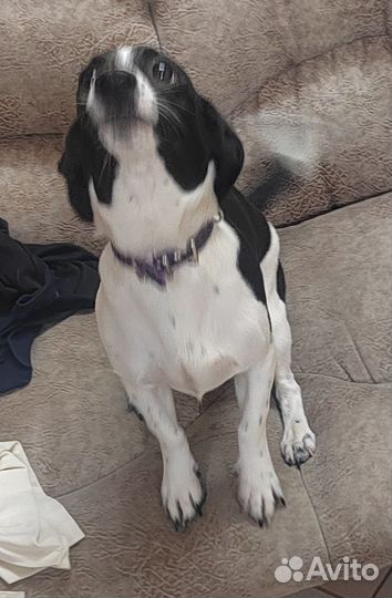 Собака в добрые руки