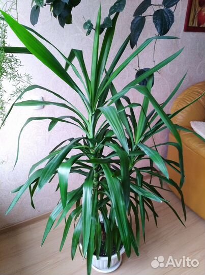 Пальма юкка